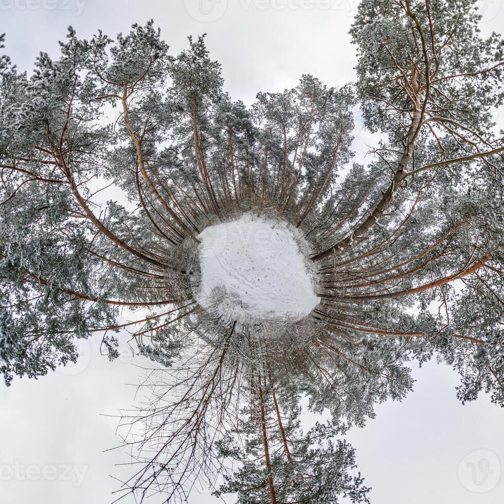 A view of a circular forest from above photo