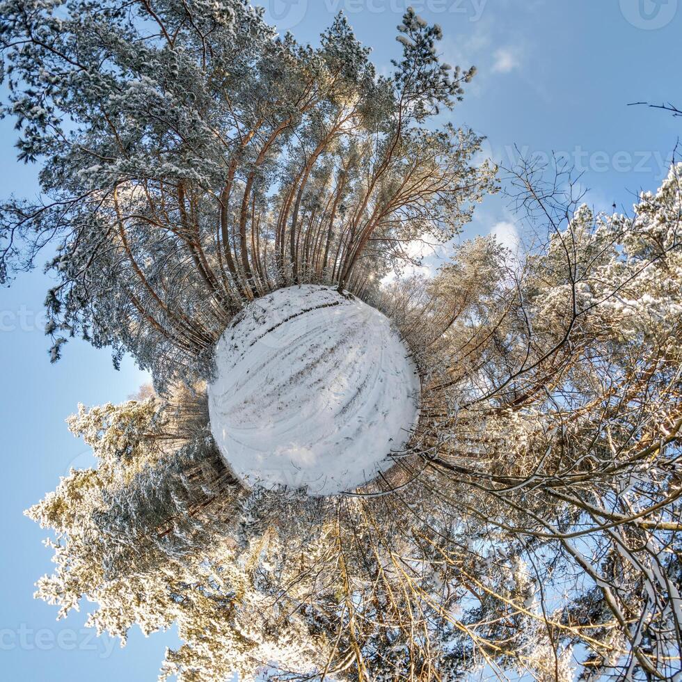 A view of a tree in the snow with a globe in the background photo