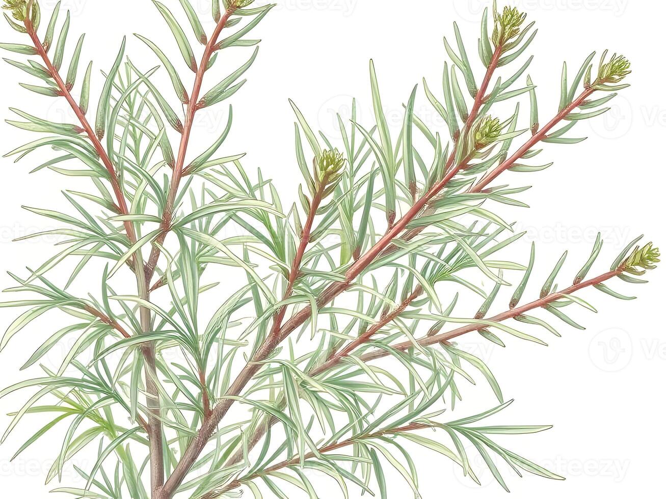 A branch of green leaves with red stems photo