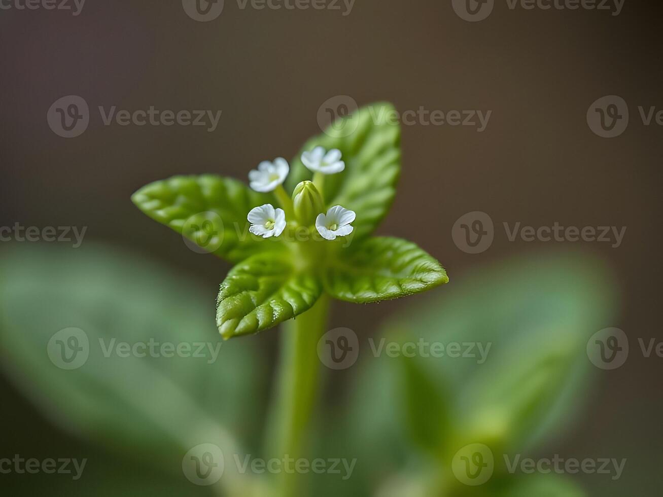 A small green plant with small white flowers photo