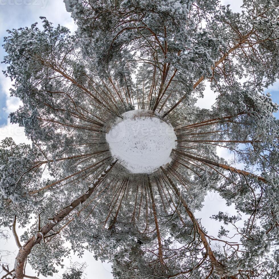 A view of the sky from the bottom of a tree photo