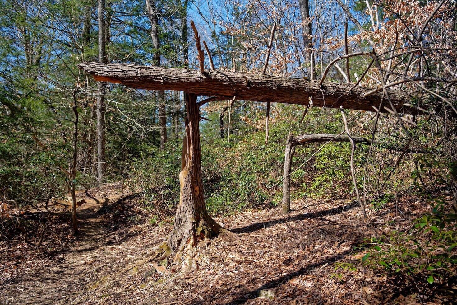Broken trees after a storm photo