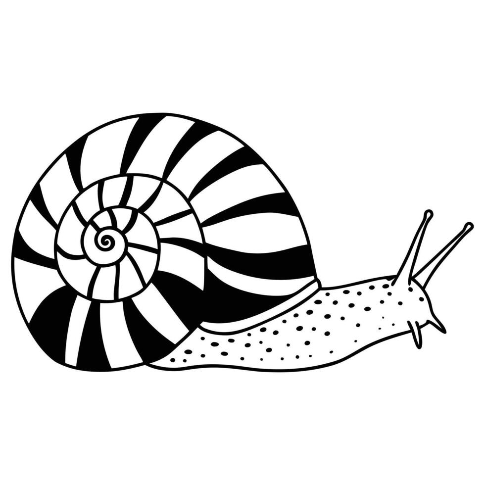 Artistic Snail Animal Illustration for Custom Art vector