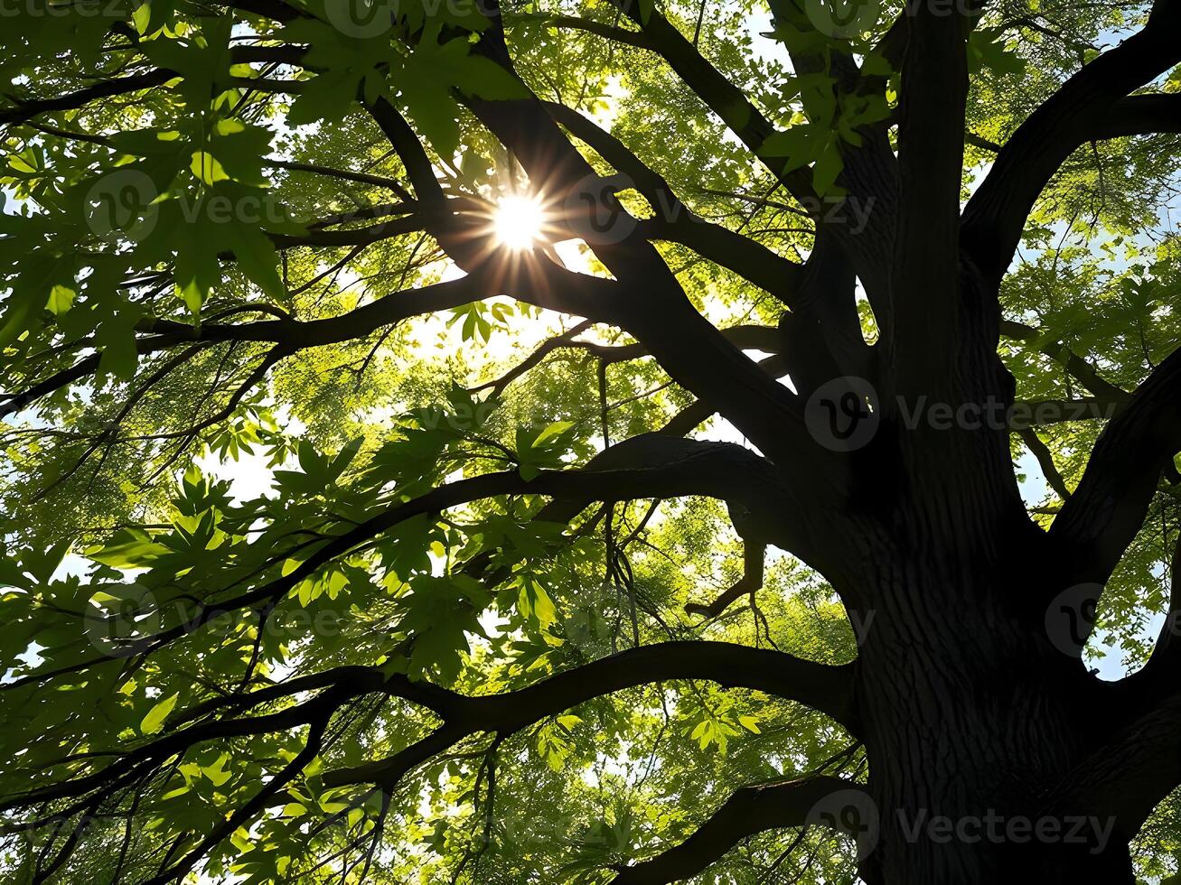 A large tree with a sun shining through the leaves photo