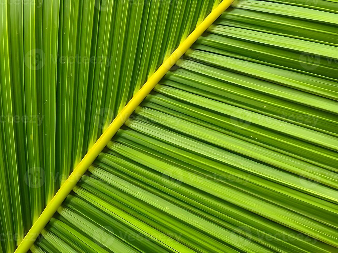 A close up of a palm leaf photo