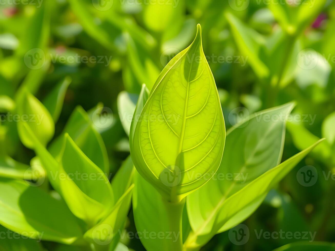 A close up of a green leaf on a plant photo
