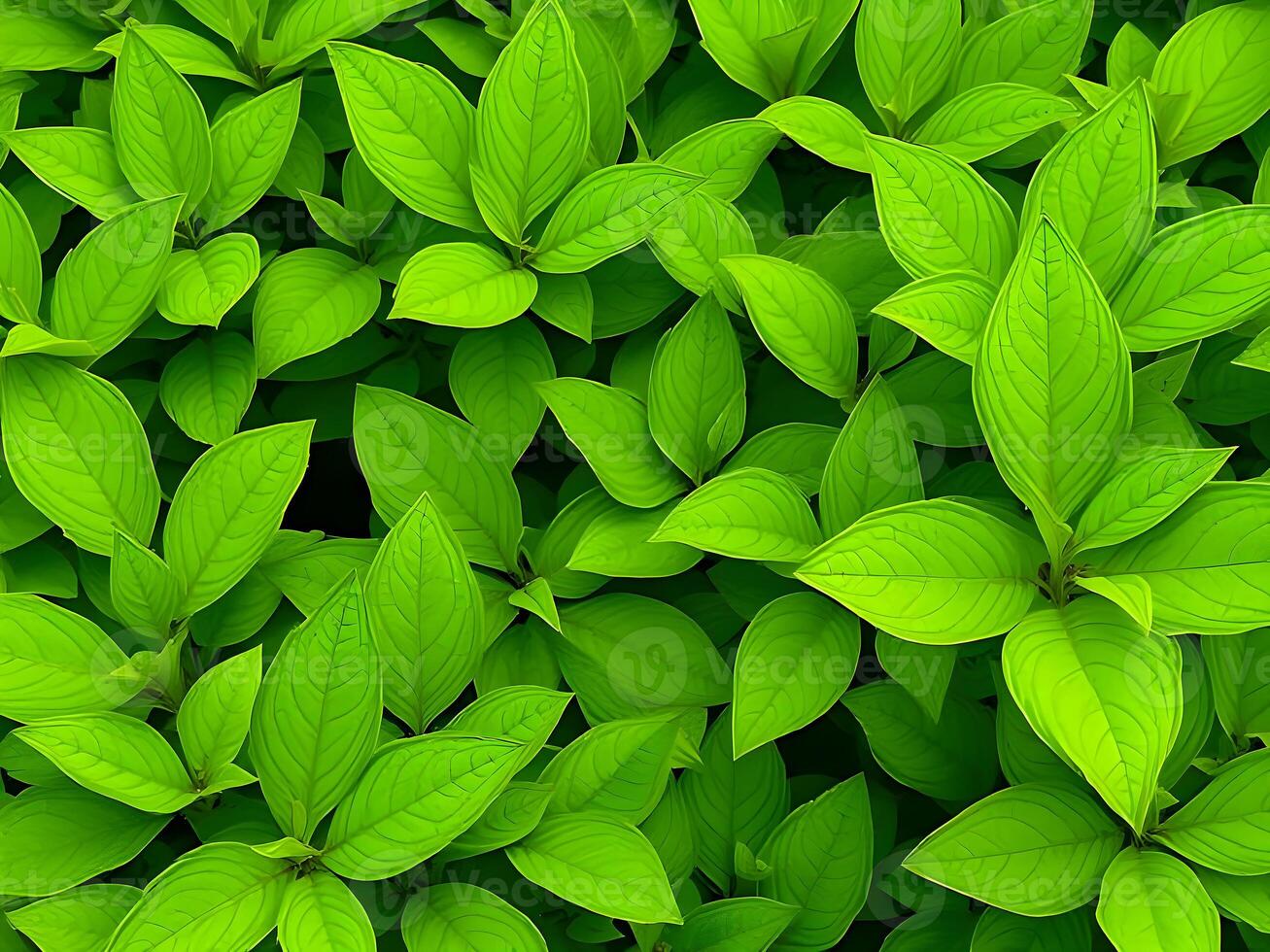 A close up of green leaves on a plant photo