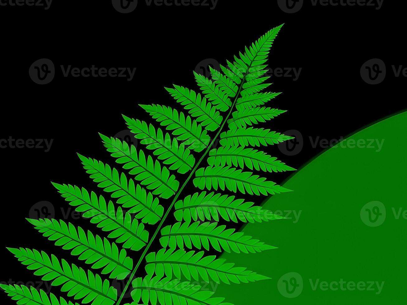 A green fern leaf on a black background photo