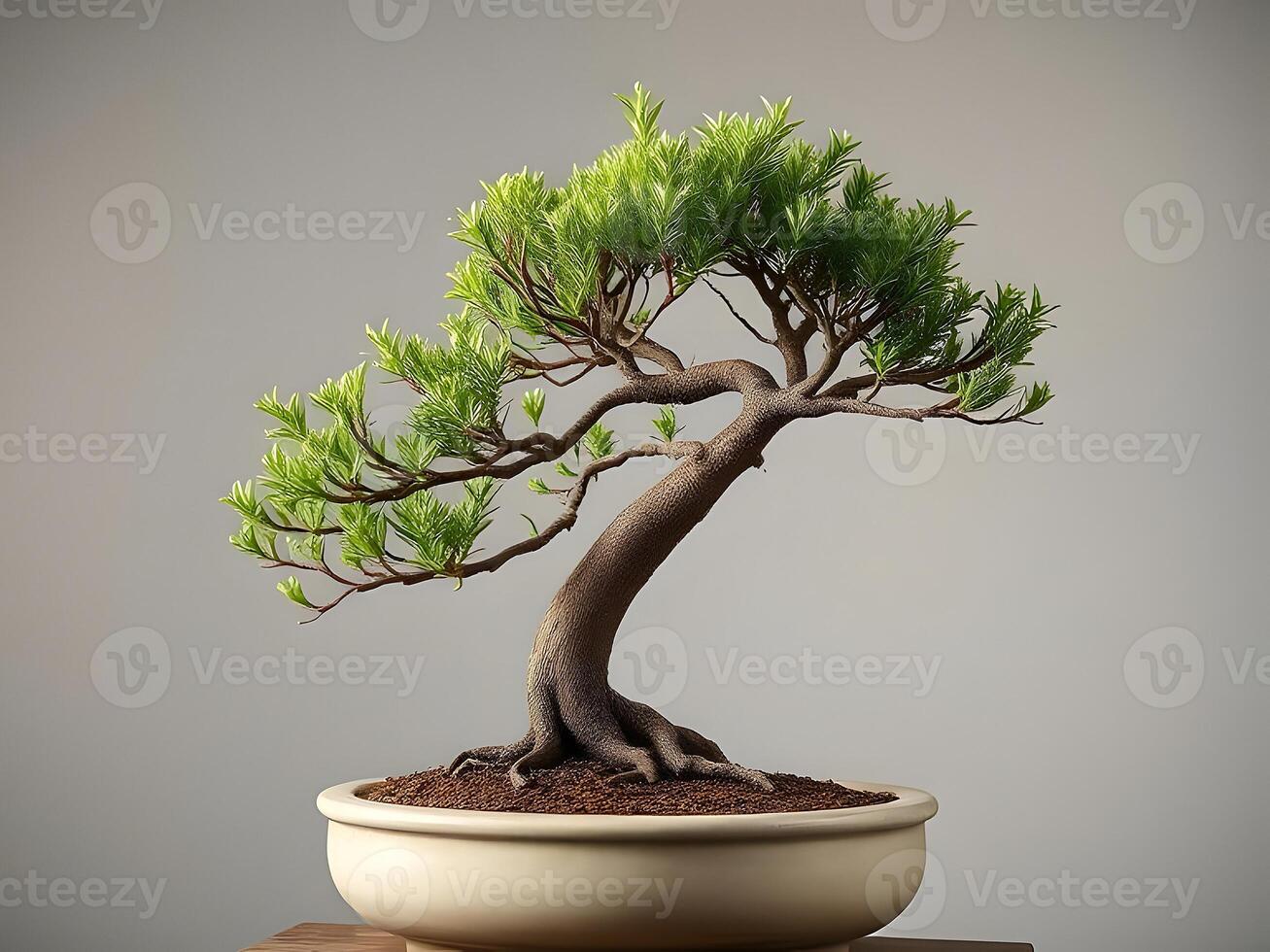 Bonsai tree in a pot on a table photo