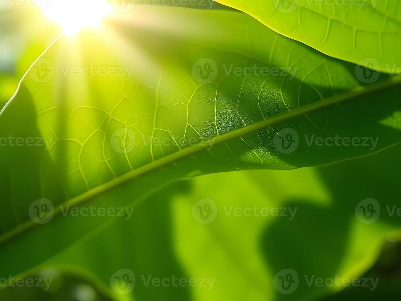 A close up of a green leaf with sunlight shining through it photo