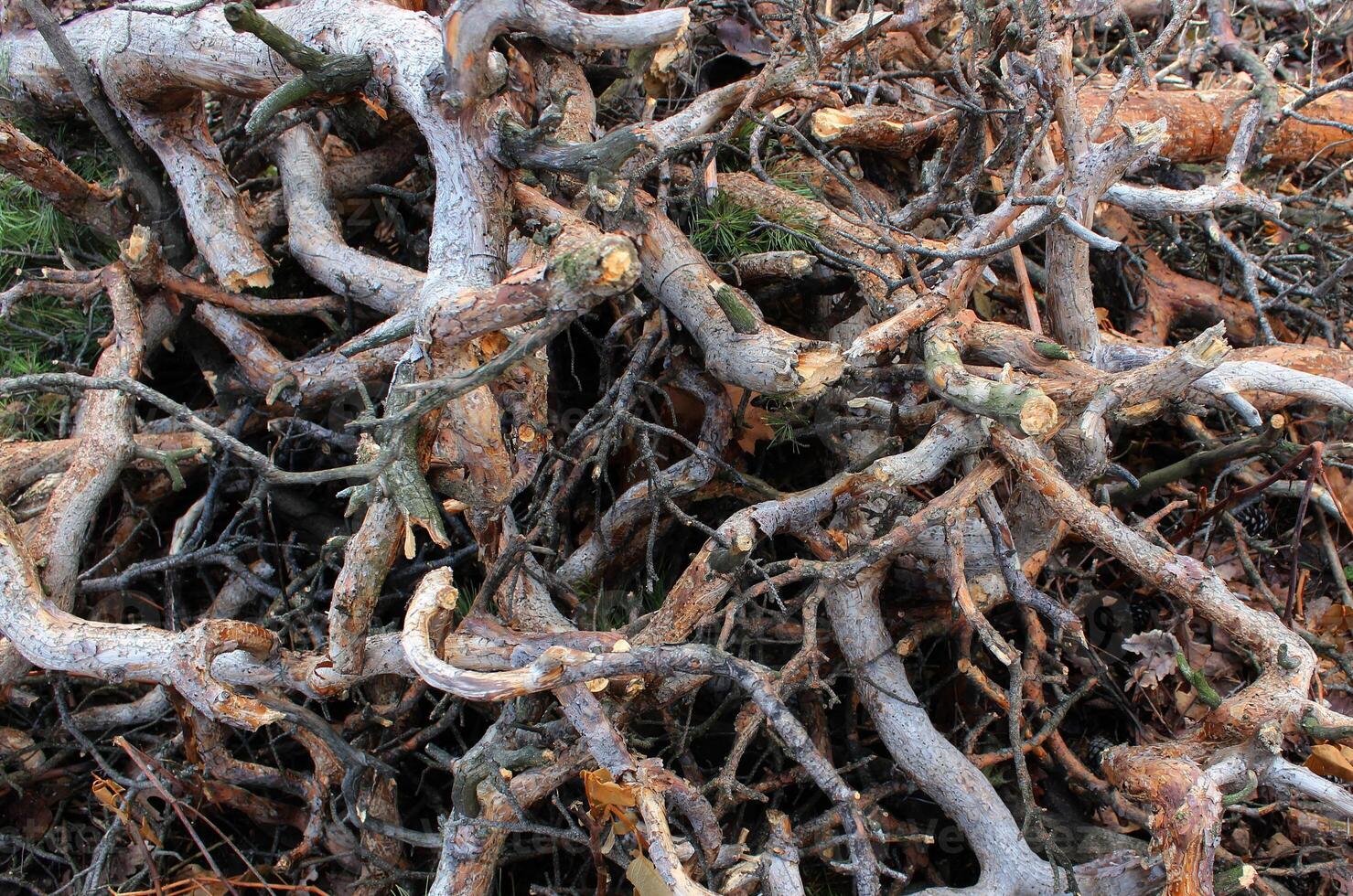 Twisted spruce branches intertwined texture stock photo