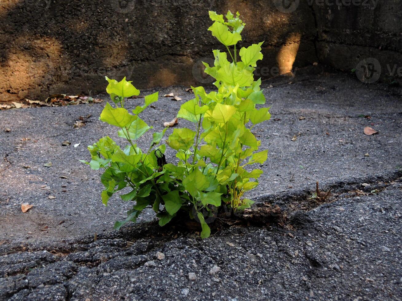 Tree Sprout Growth Over Asphalt Close Up Photo