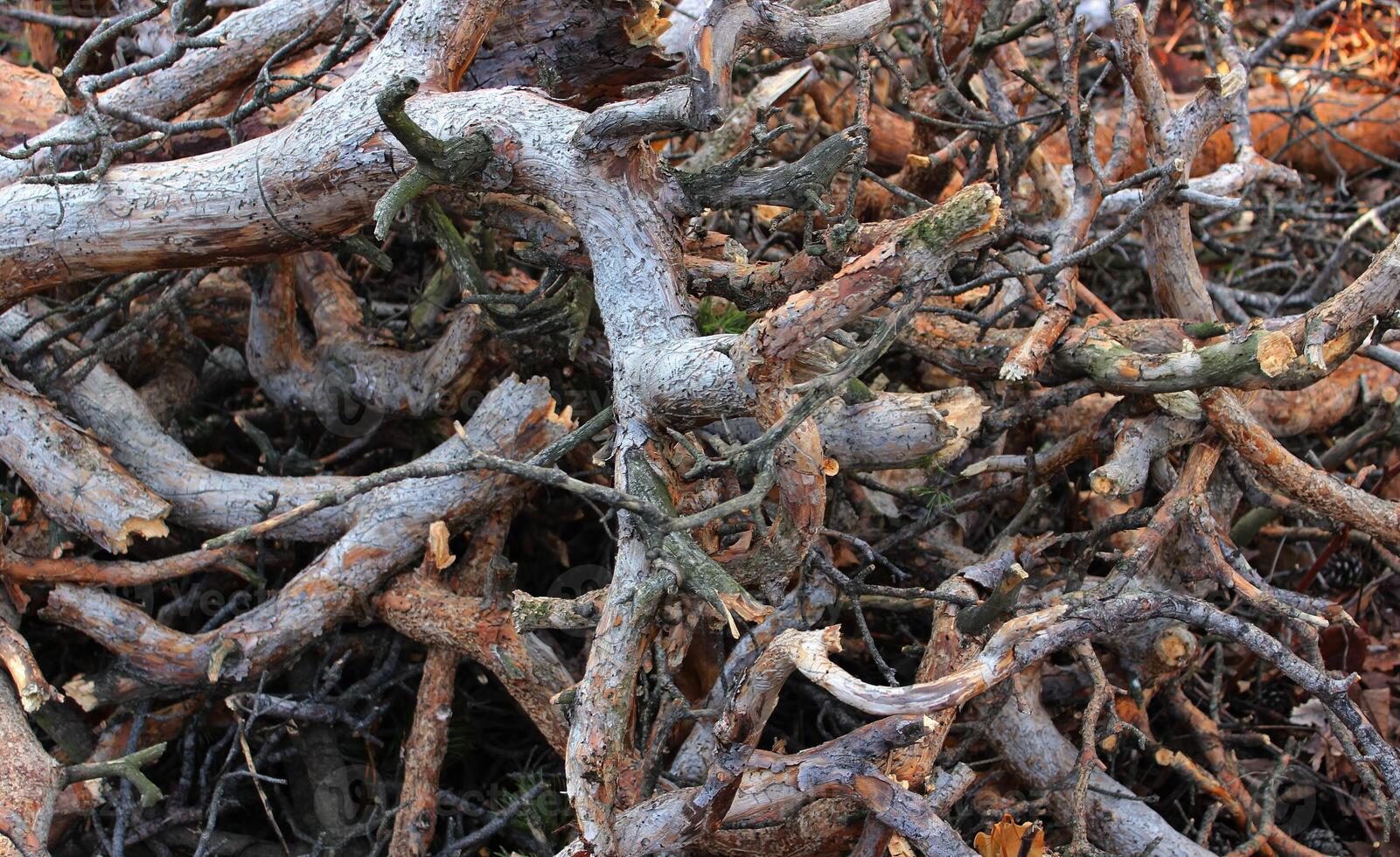 Intertwined Broken Pine Tree Branches In Depth Of Forest photo