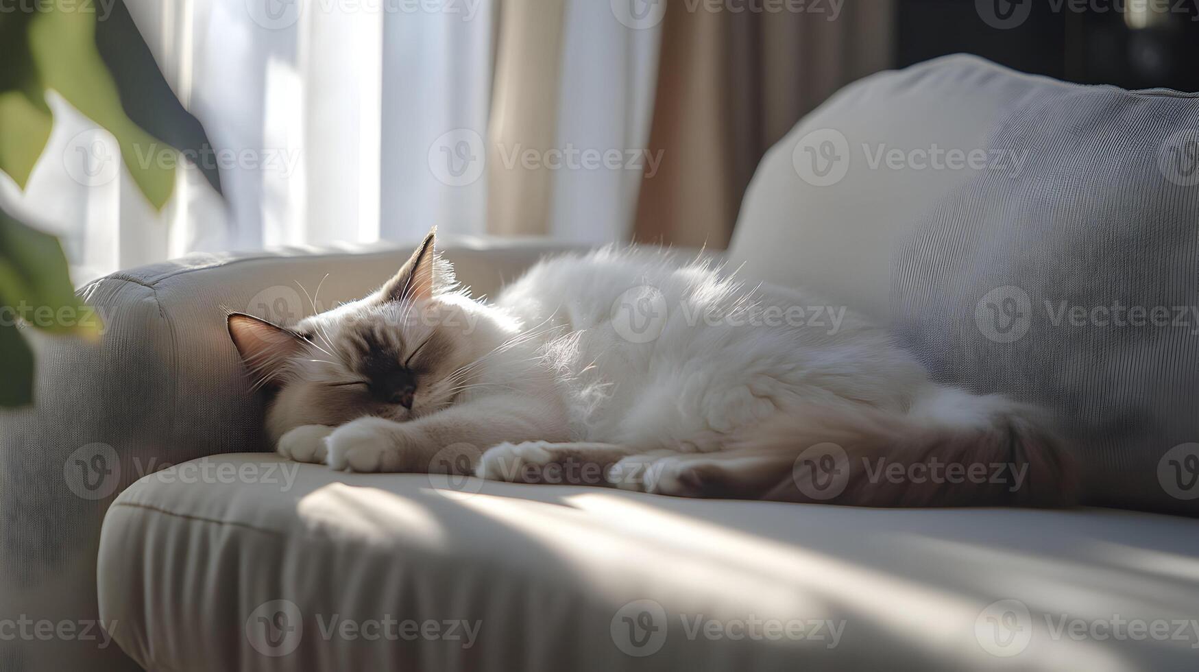 Elegant Birman cat peacefully resting upon a plush sofa under sunlit window curtains photo