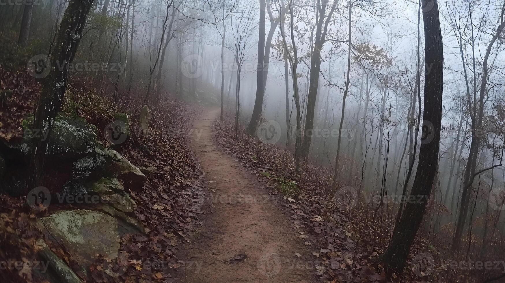 Eerie trail through a dense forest shrouded in fog, creating a mysterious atmosphere photo