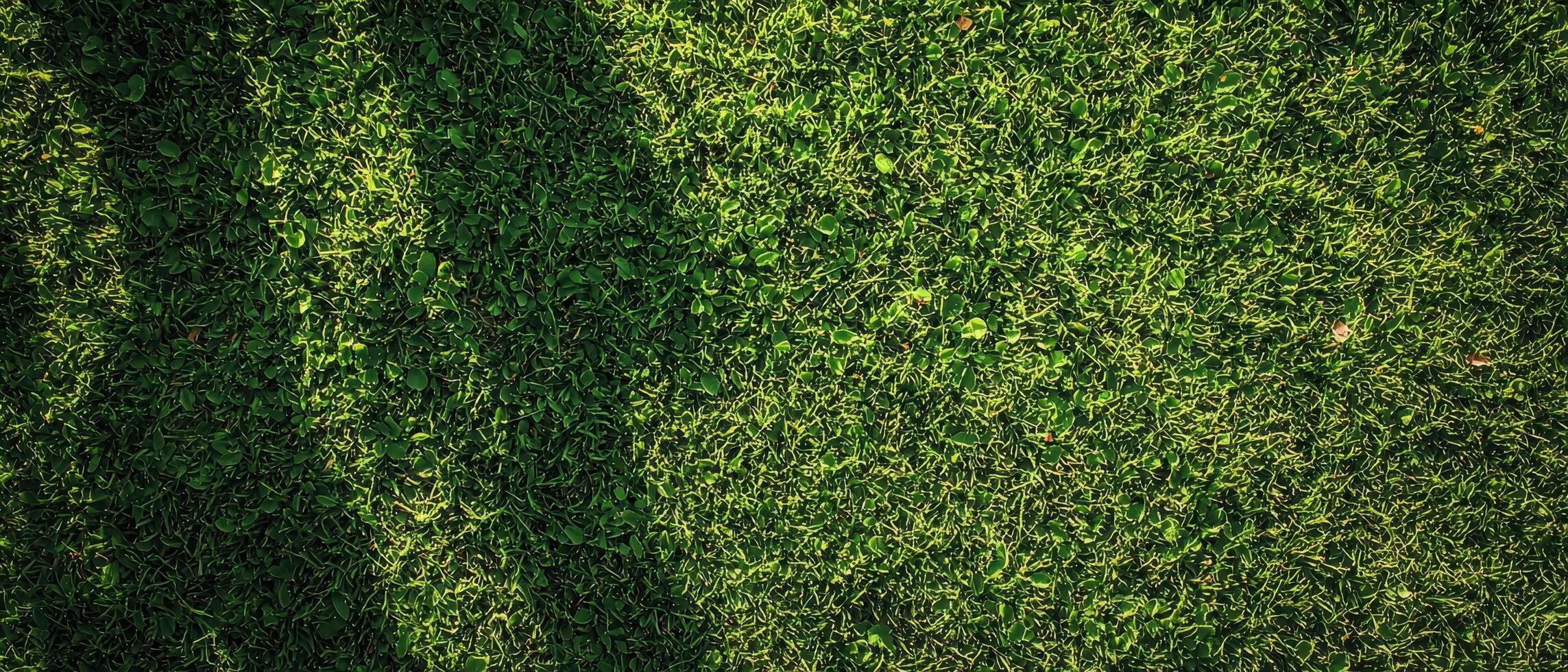 Nature green tone background with shadows outdoor photography calm environment top view organic concept photo
