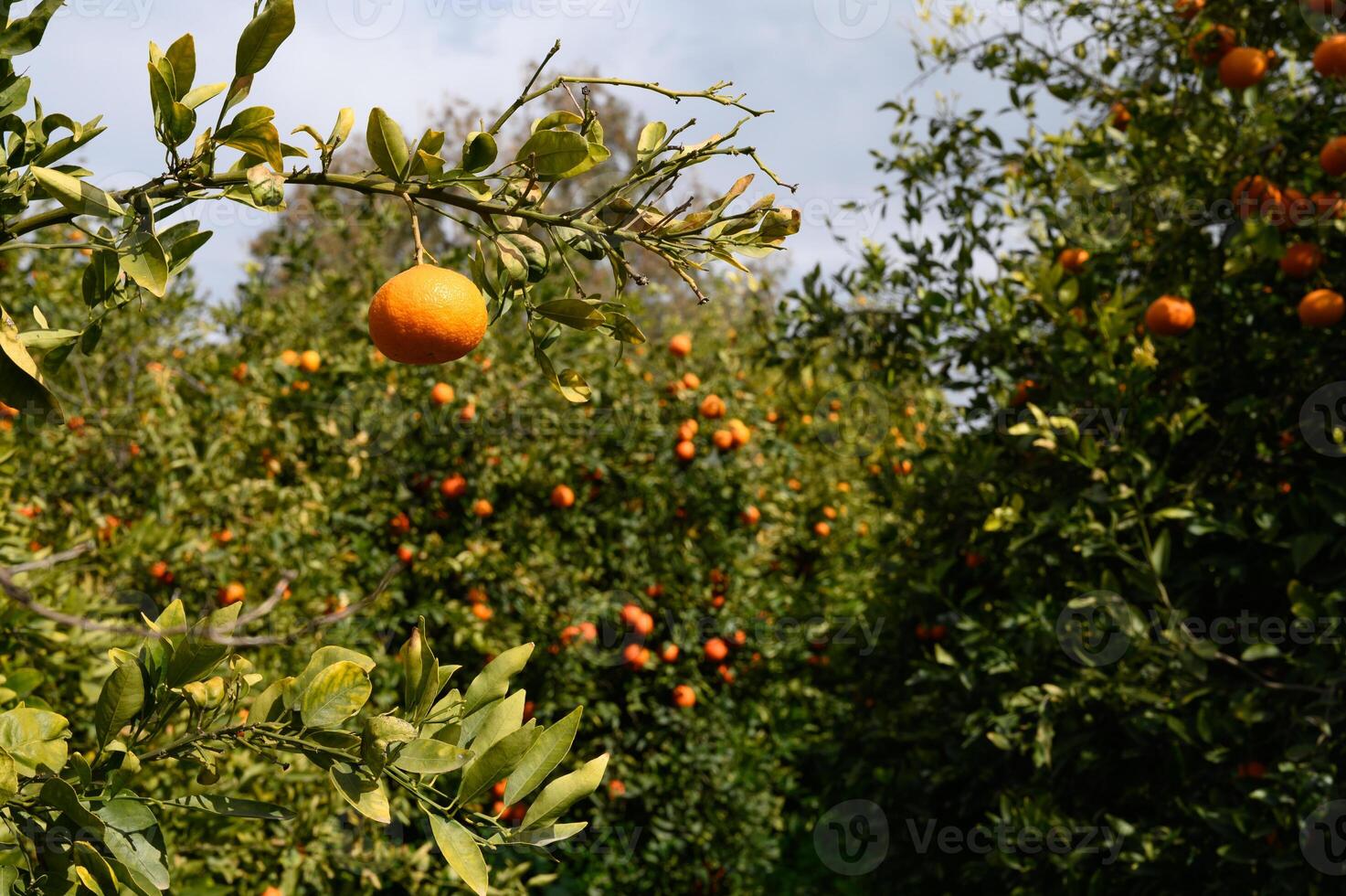 Vibrant orange trees full of ripe fruit basking in the warm sunlight of a late afternoon orchard photo
