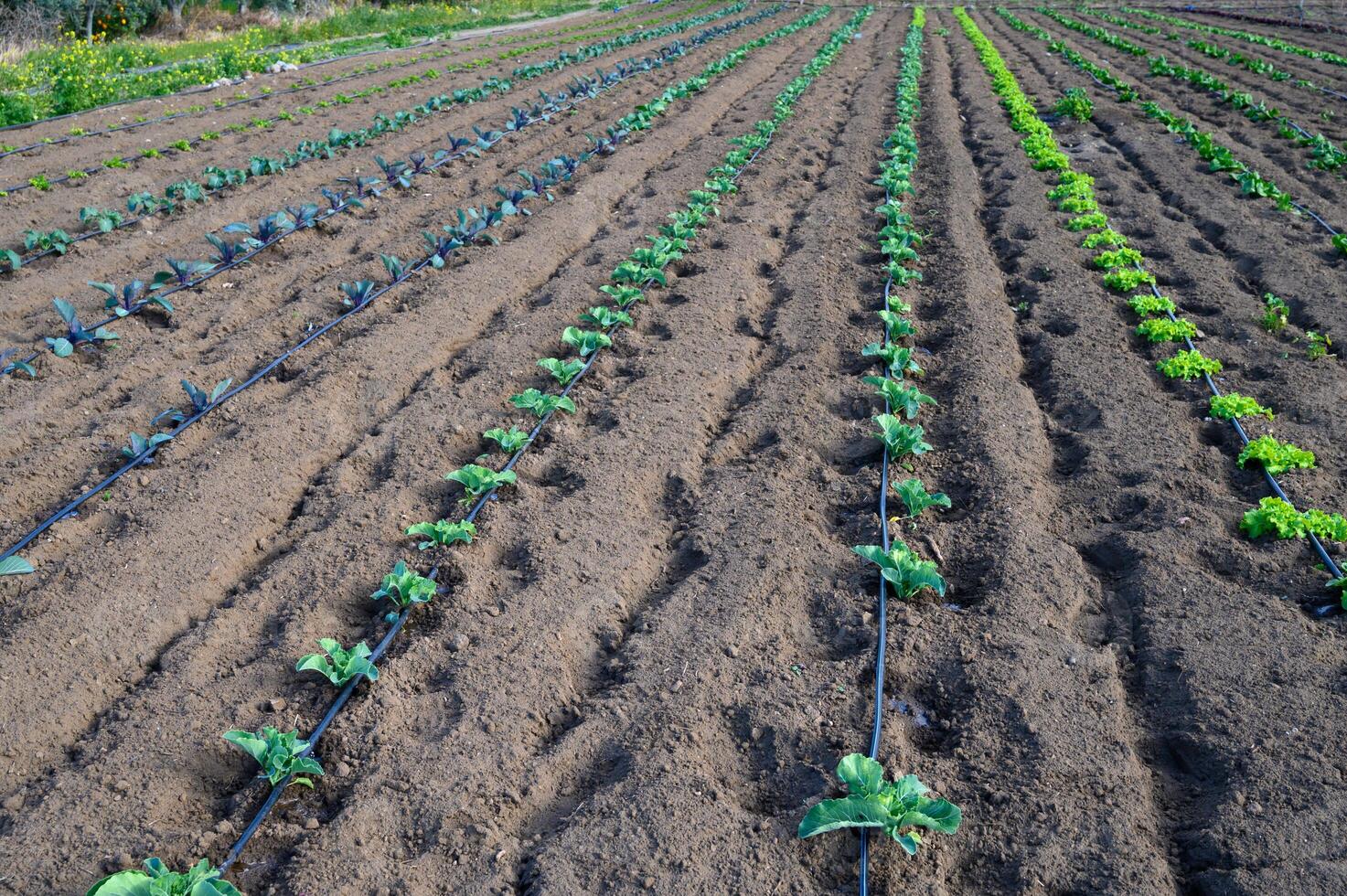 Rows of fresh vegetables flourishing in a sunlit farm during early spring cultivation photo