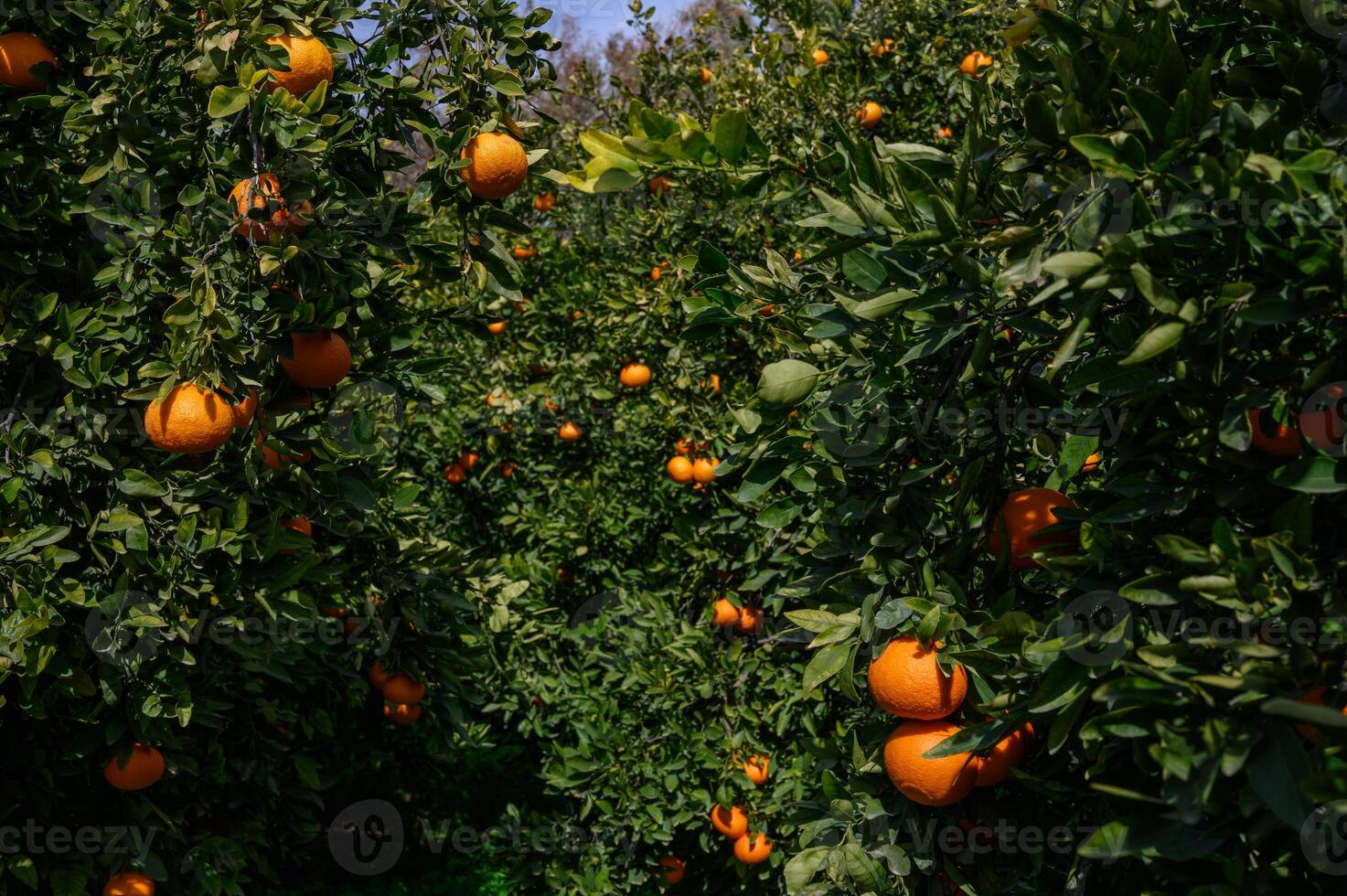 Orchard filled with ripe oranges under a bright blue sky inviting harvest photo