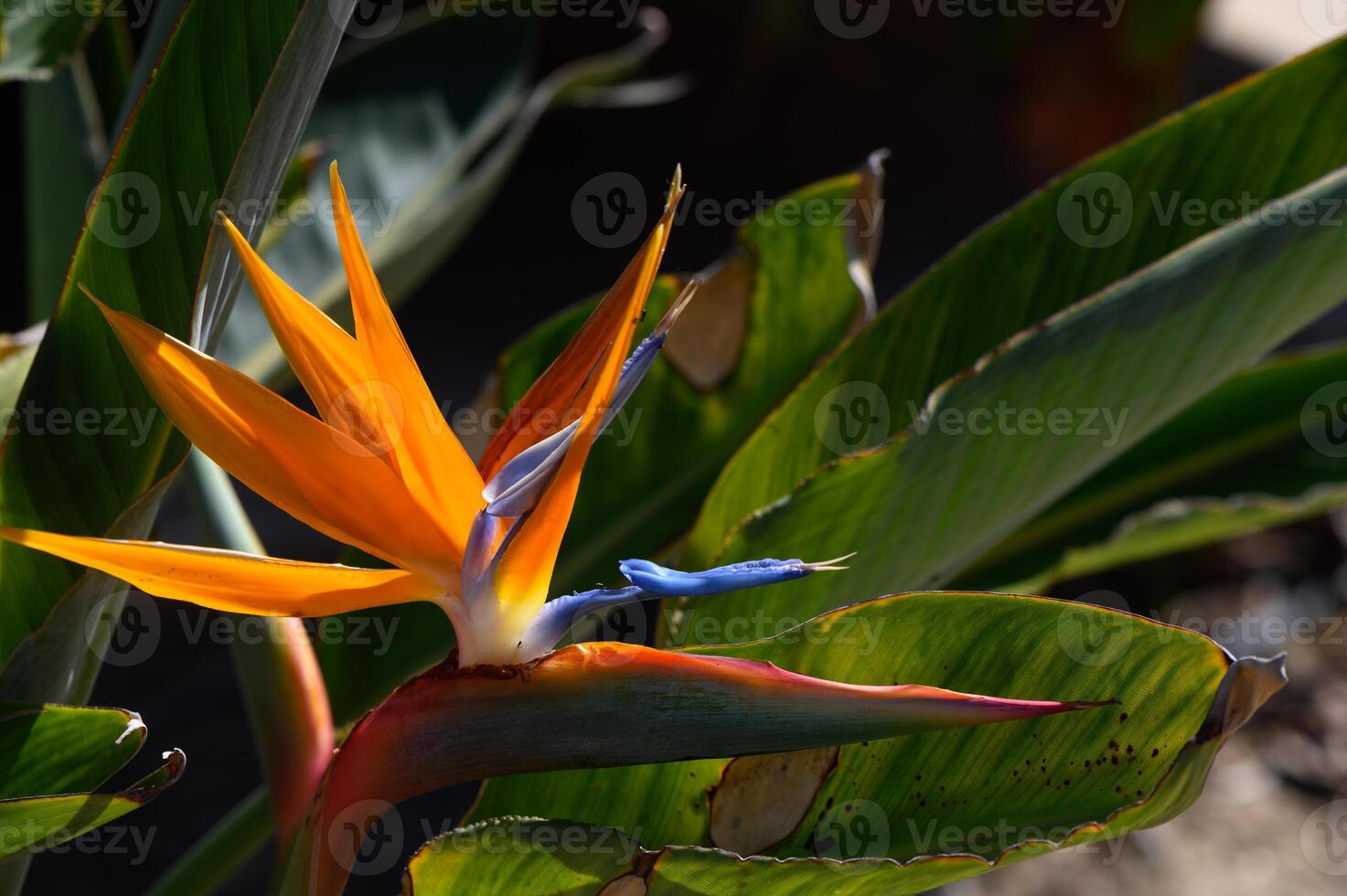 Vibrant bird of paradise flower blooms in sunlight surrounded by lush green foliage photo
