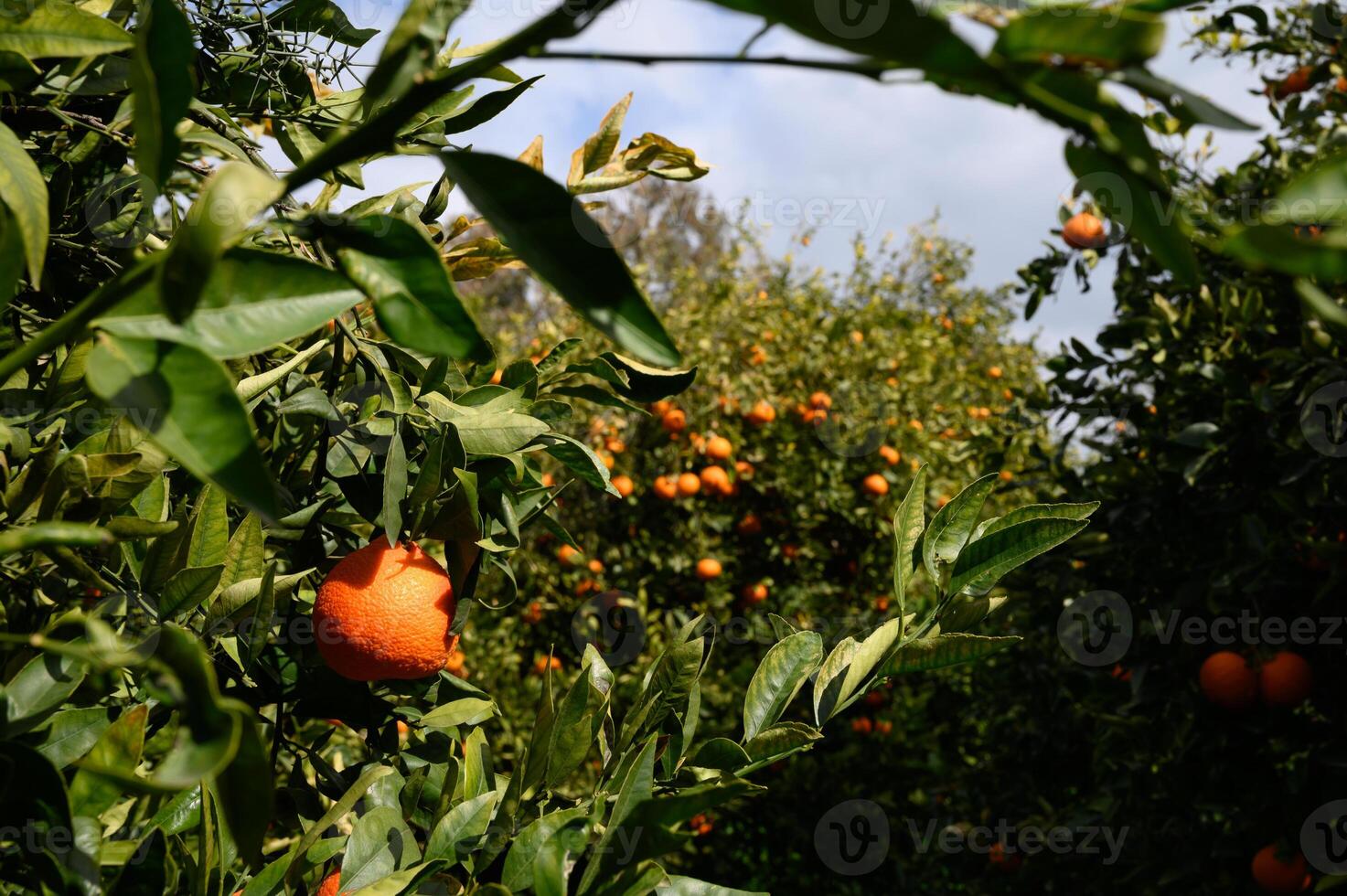 Orchard filled with ripe oranges under a clear blue sky in a serene countryside setting photo