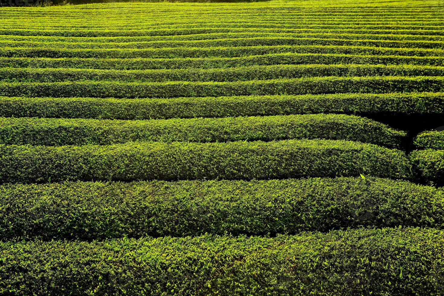 Aerial View of Rolling Tea Fields in the Azores photo