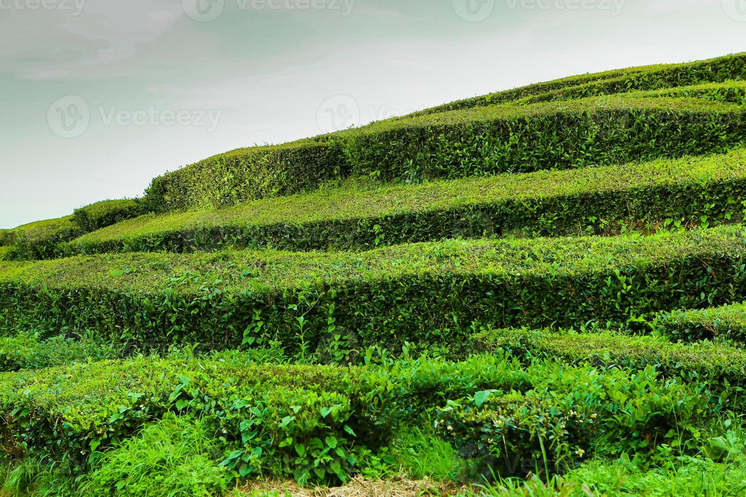 Breathtaking Tea Fields Under the Azorean Sky photo
