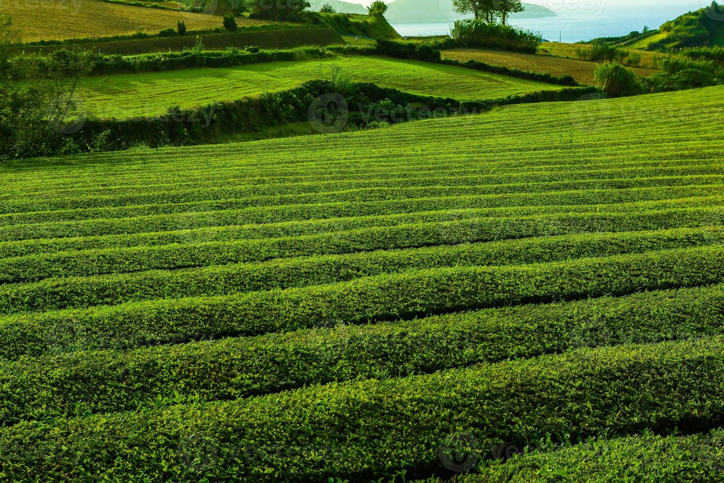 Endless Rows of Tea Bushes in the Heart of the Azores photo