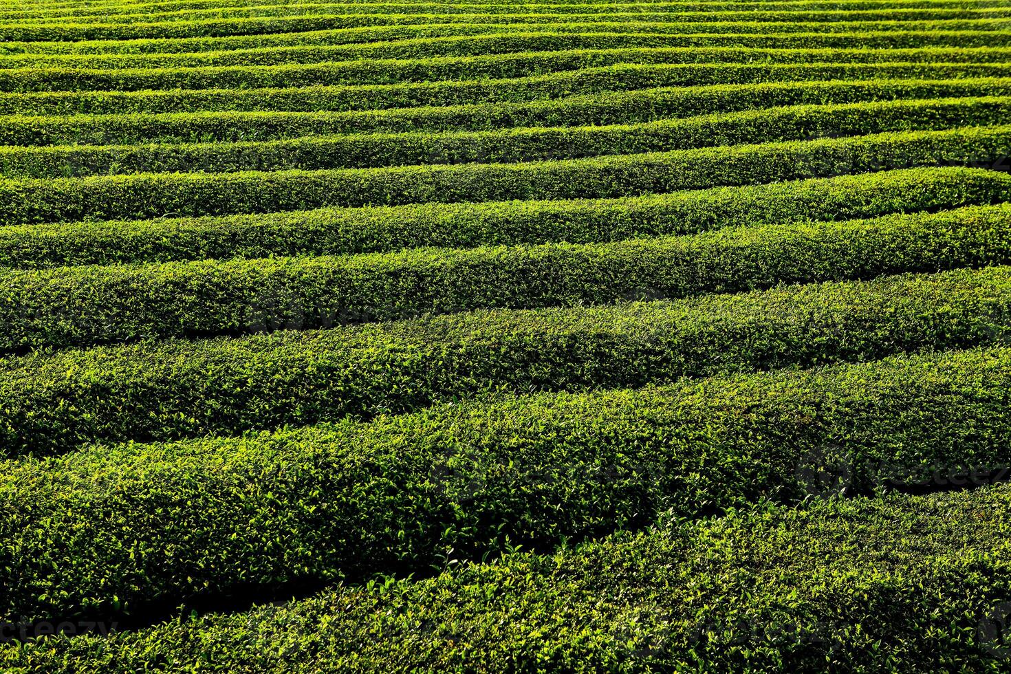 Tea Fields Blending with the Stunning Azorean Countryside photo