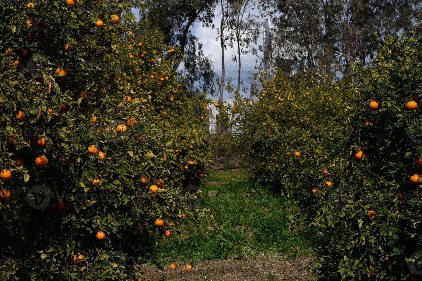 Lush orange groves basking under a moody sky in the afternoon light photo