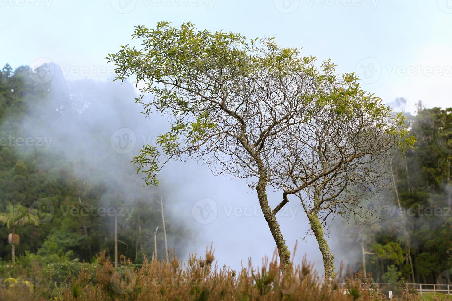 Pine tree and fog in the morning at Breathtaking Natural Beauty of the Azores Islands photo