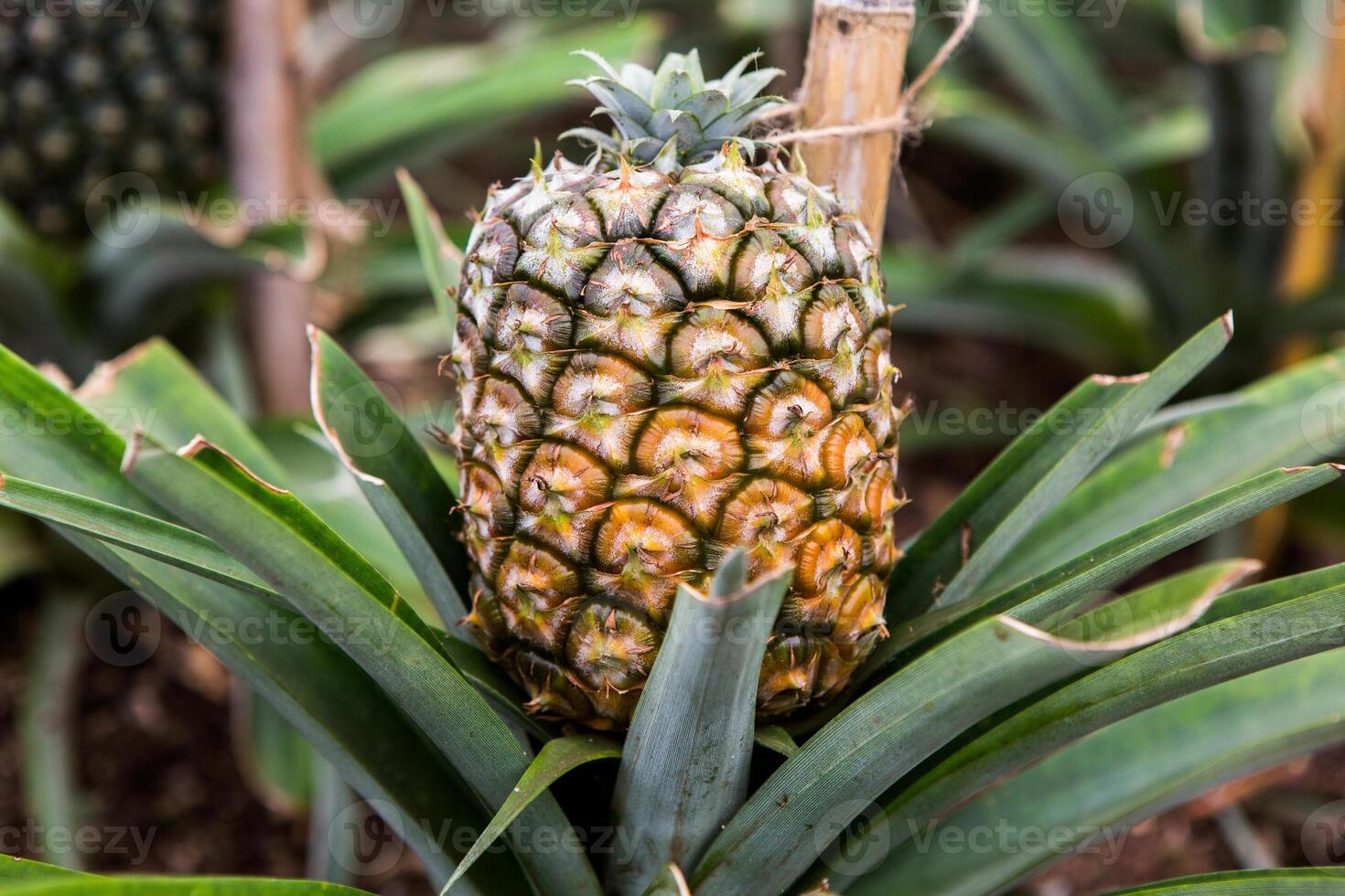 pineaple on the farming in azores, portugal photo