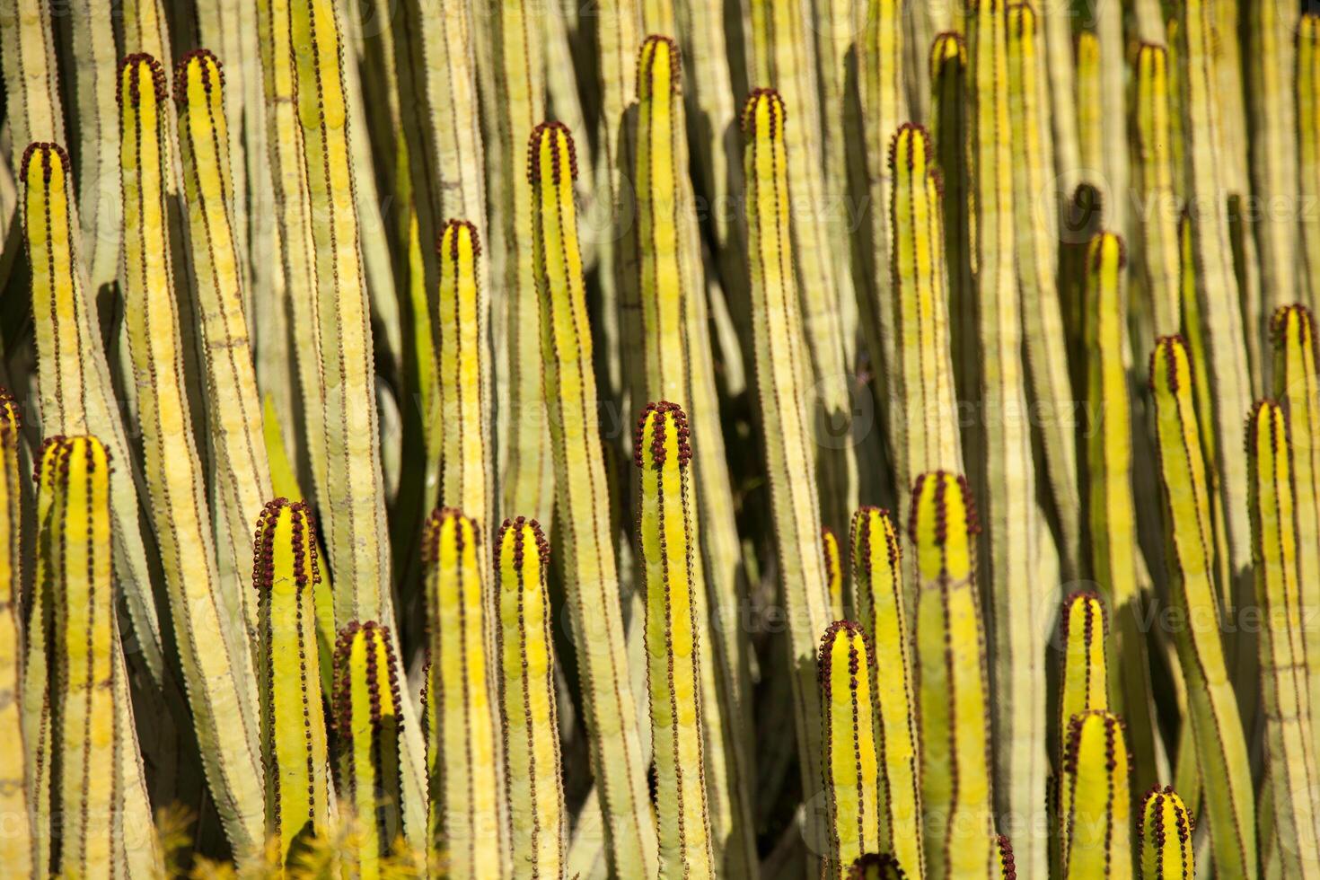 background of kaktus in Tenerife photo