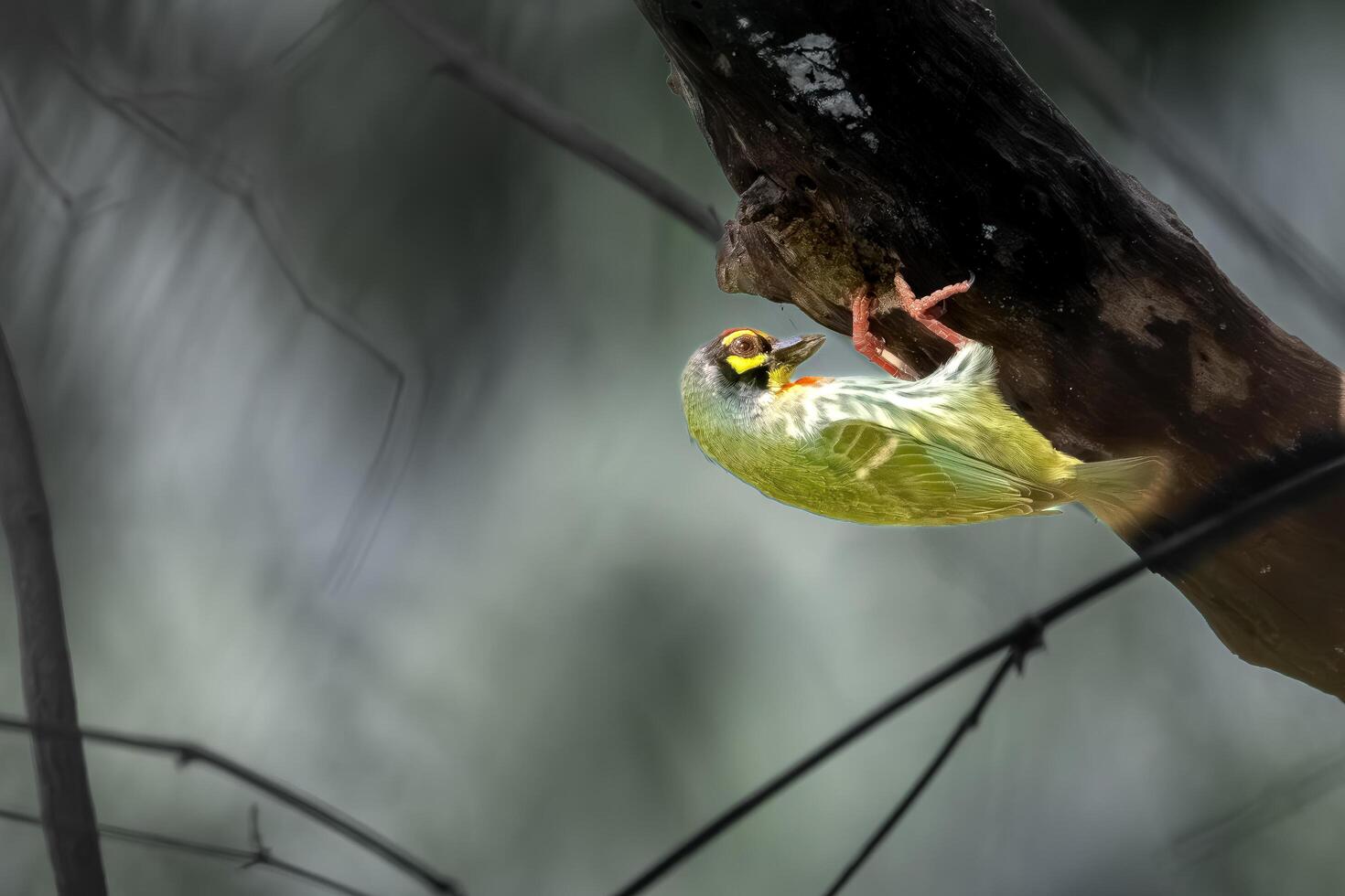 A bird is perched on a branch with its beak open photo