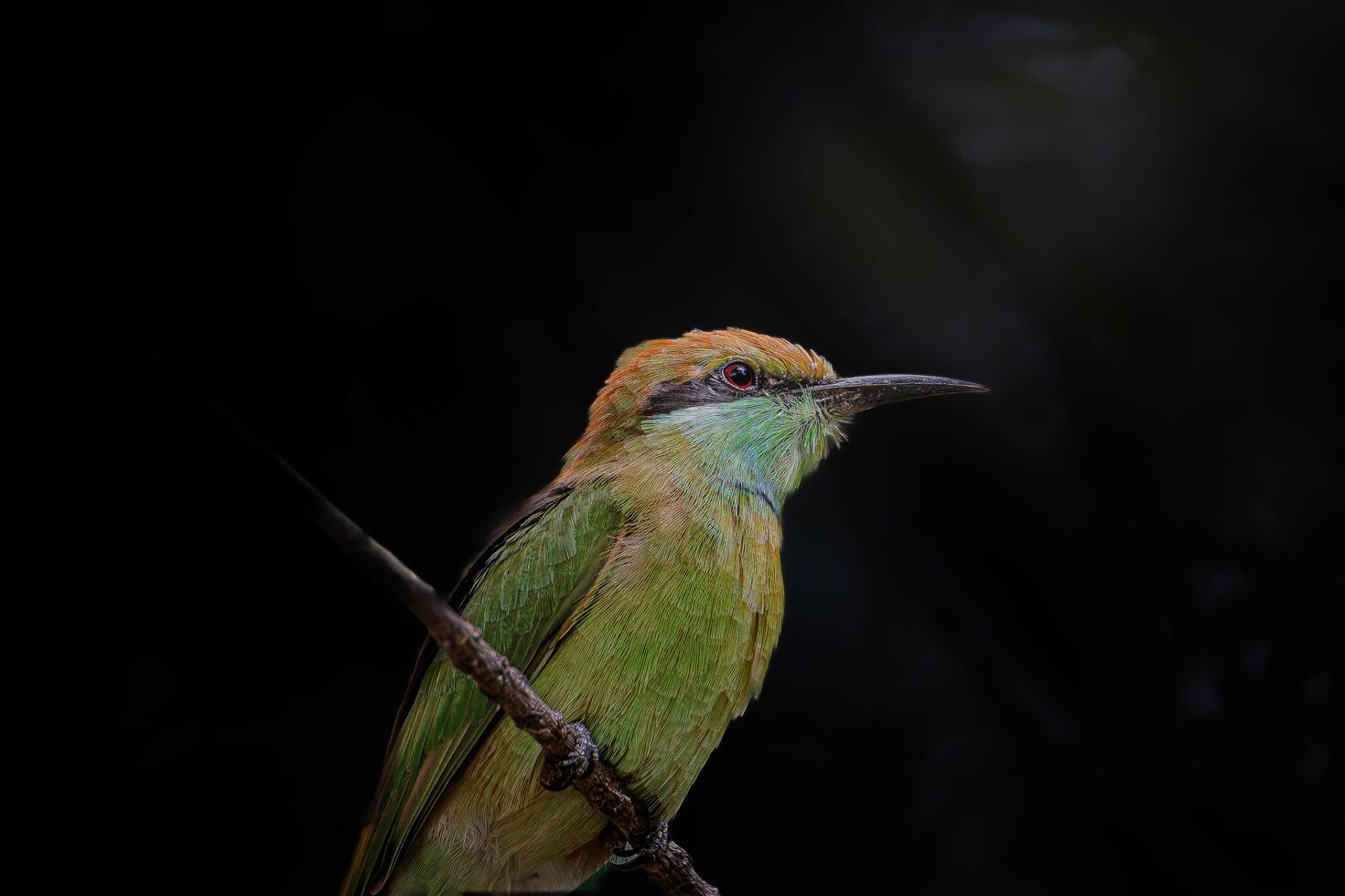 Graceful Perch- Bee-Eater Resting on a Branch photo