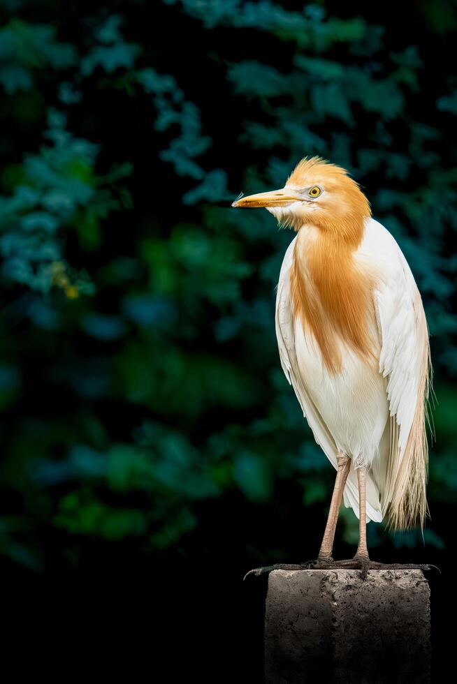 A white bird with orange beak standing on a rock photo