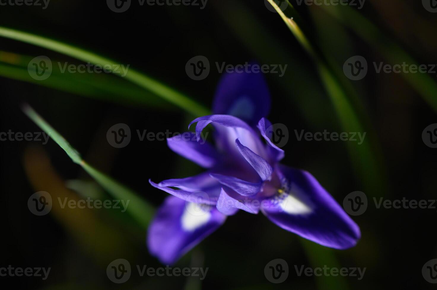 Delicate purple flower blooms under a starry night sky in a serene garden setting photo