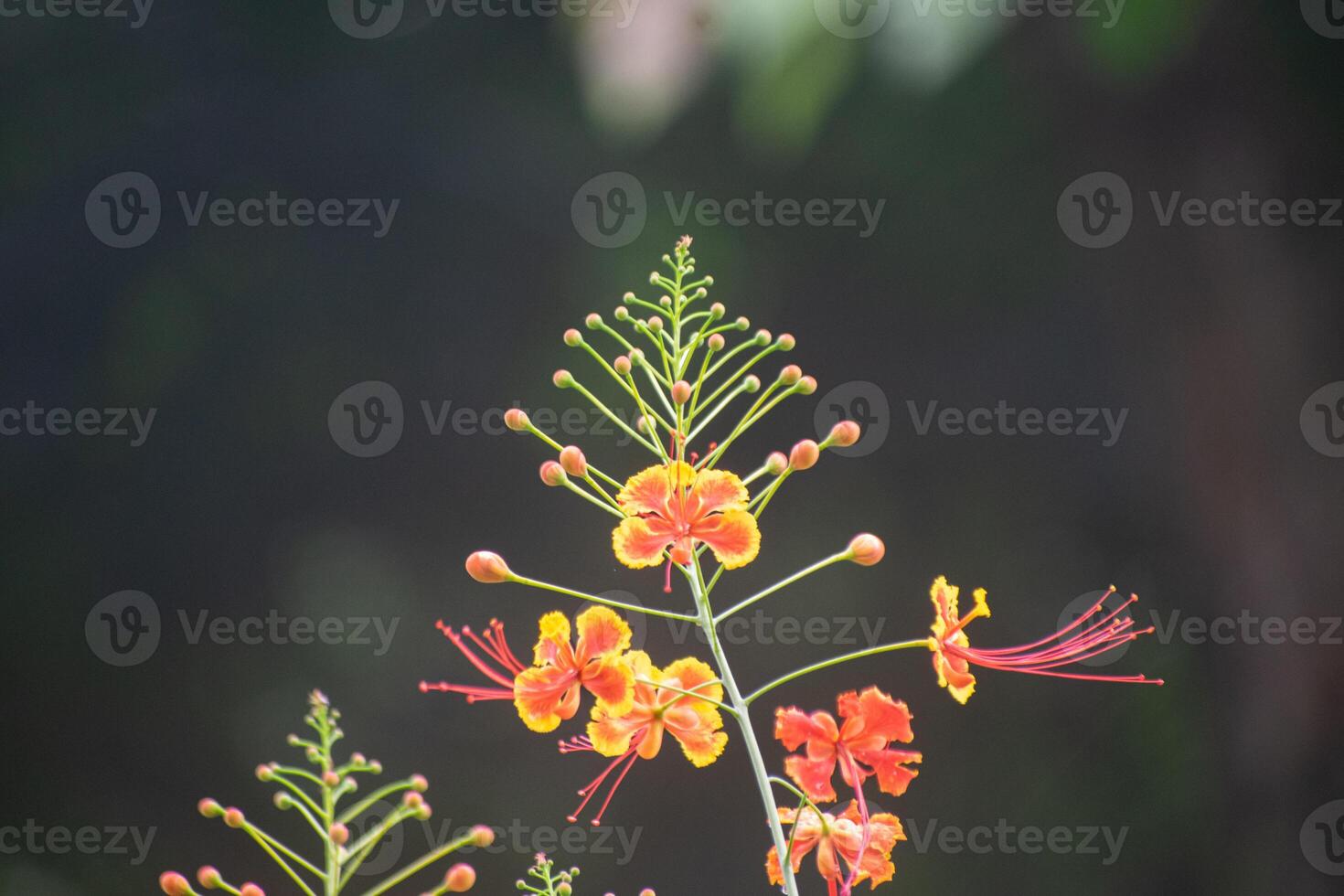 Pride of Barbados Flower with Striking Red and Orange Petals photo