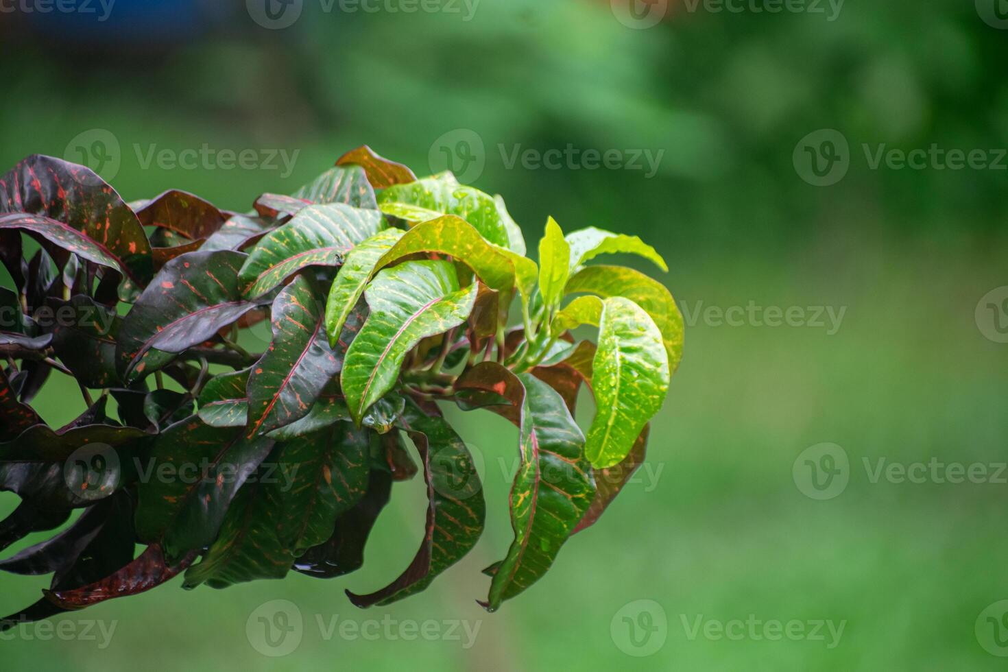 Variegated Croton Plant with Colorful Leaves and Patterns photo