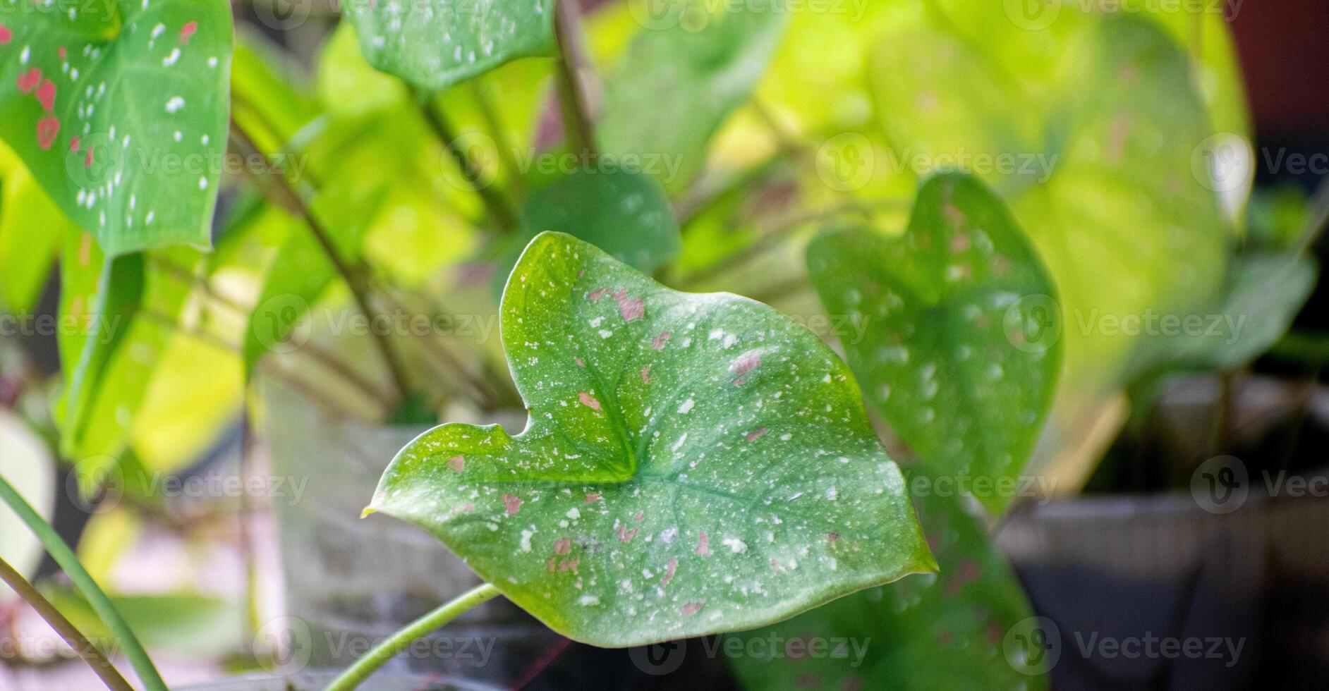 Caladium Plant with Colorful Heart-Shaped Leaves photo
