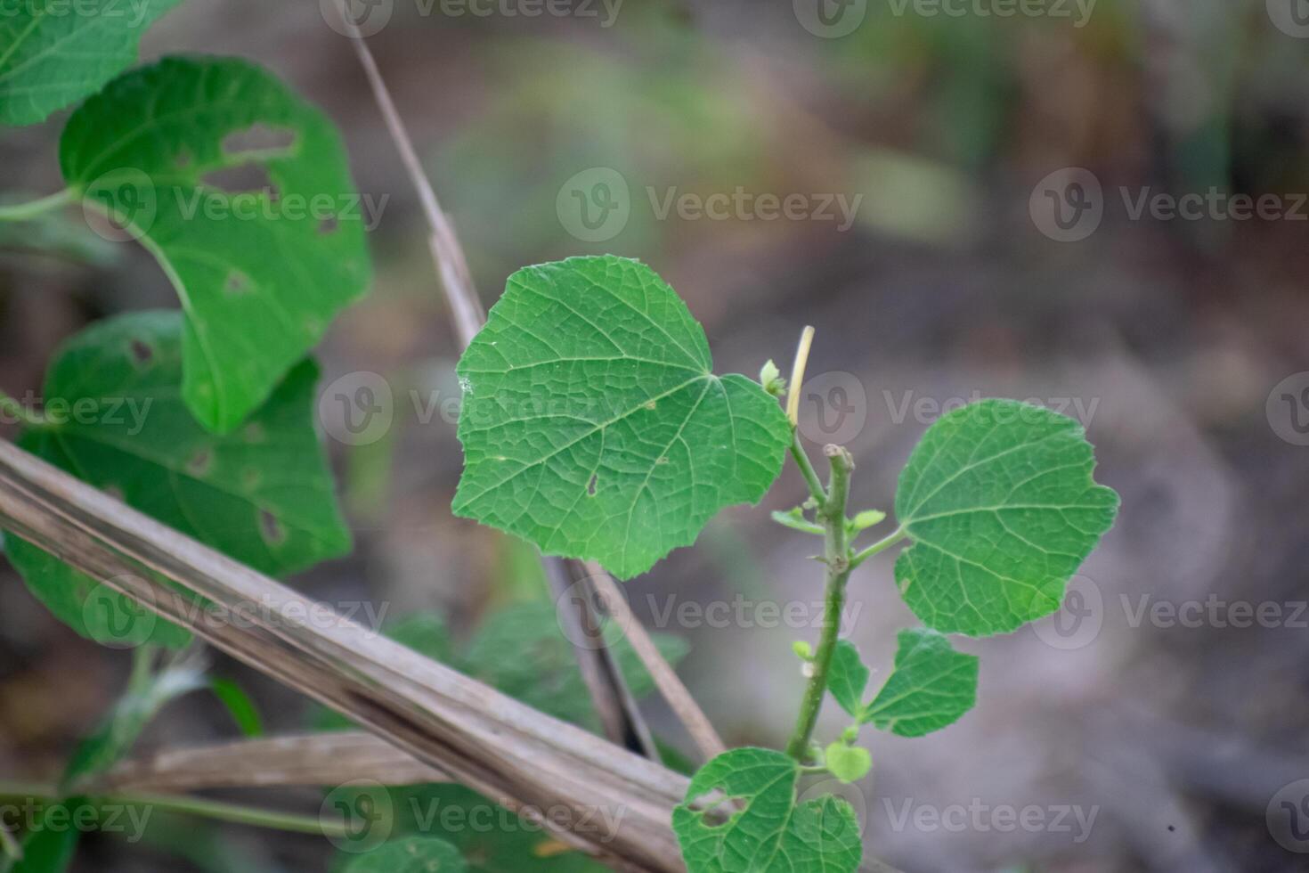 Hibiscus Burr Plant with Pink Flowers and Green Leaf photo
