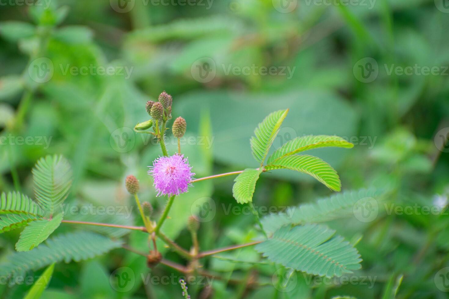 Touch-Me-Not Plant with Delicate Pink Flowers photo