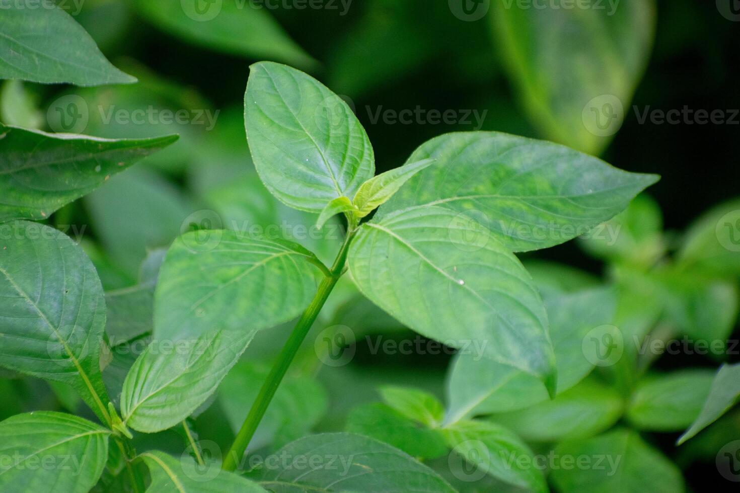 Chinese Violet Plant with Purple Flowers and Green Leaves photo