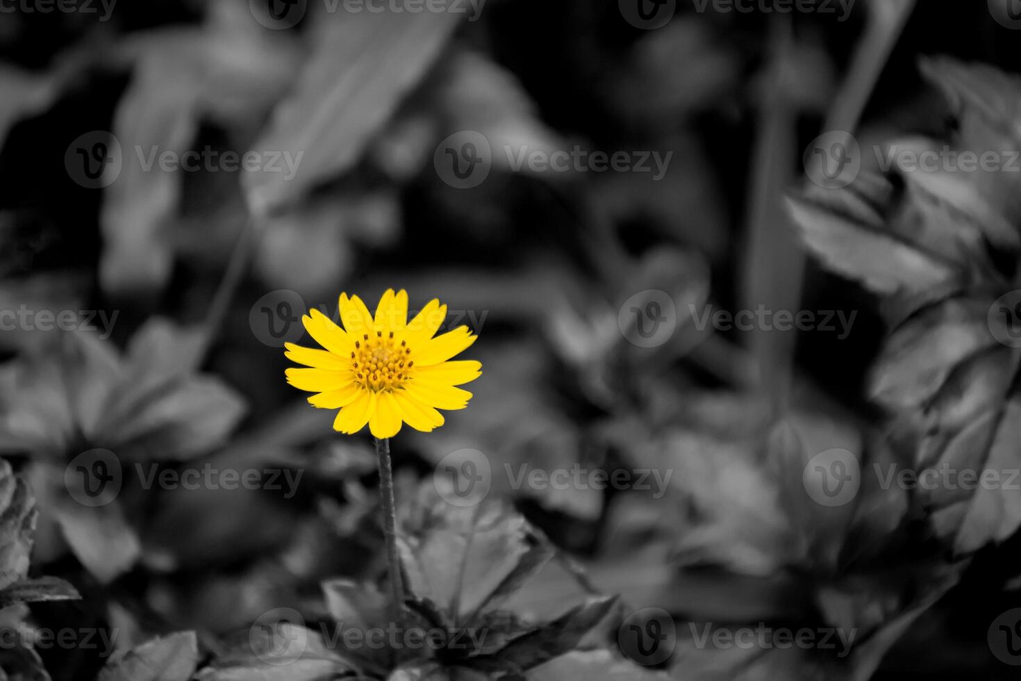 Wedelia Plant with Bright Yellow Flowers photo