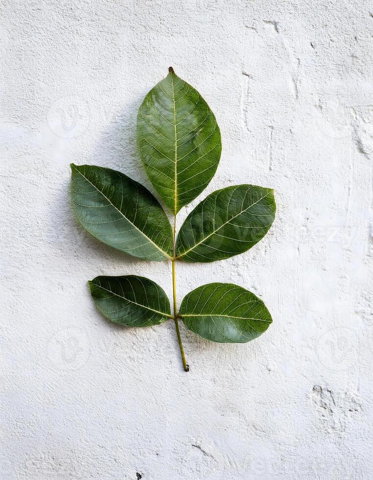 Elegant White Wall with Delicate Tree Leaf Patterns photo