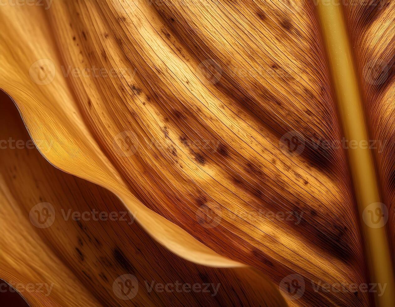 Banana Skin Close-Up Showing Aging Spots and Unique Curvature photo