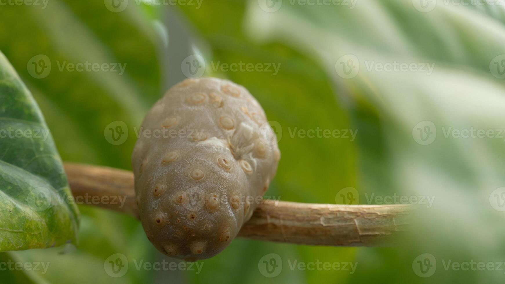 Noni fruit characterized by its knobbly. pale green to yellowish surface. Nestled among green leaves and a thin branch highlighting its natural, organic texture and growth in a lush environment. photo