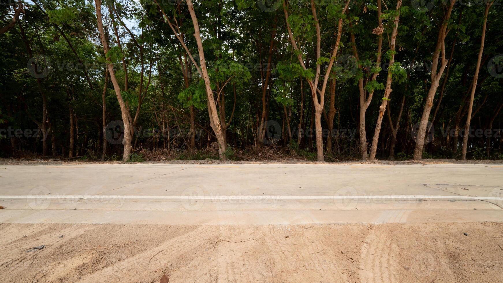 Concrete road cutting through a dense forest. Tall slender of rubber trees line both sides of the road. Creating a natural tunnel. The ground in front has tire marks. photo