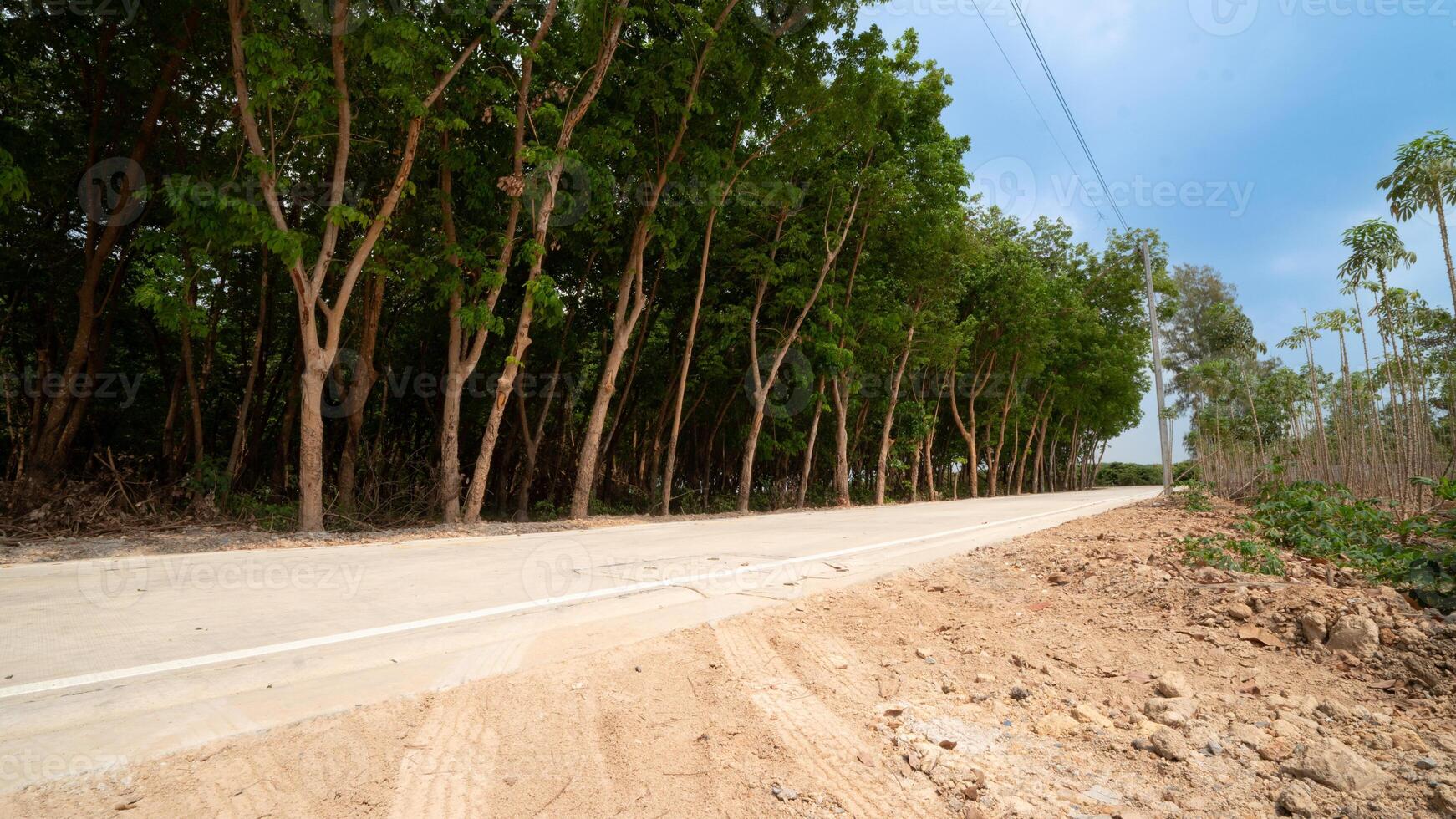 Straight paved concrete road stretching through a lush green rubber forest. Tall slender trees line both sides. Ground on either side of the road is sandy and uneven contrasting. Under blue sky. photo