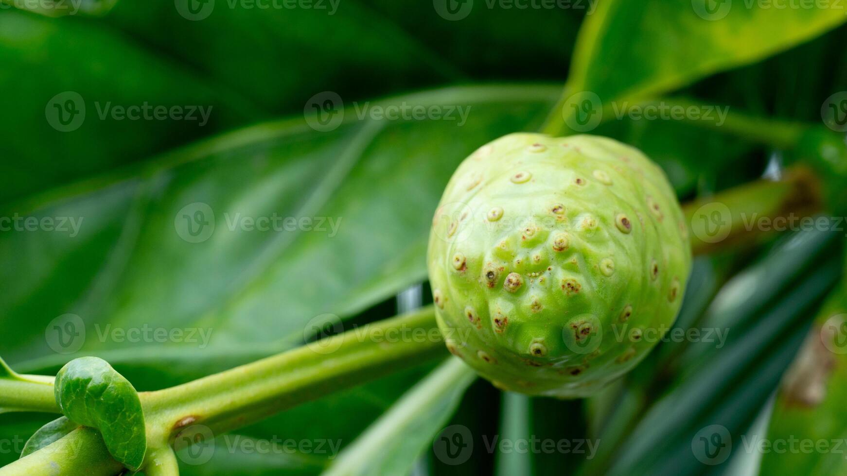 Noni fruit characterized by its knobbly. pale green to yellowish surface. Nestled among green leaves and a thin branch highlighting its natural organic texture and growth in a lush environment. photo
